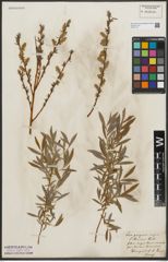 Foto von Salix purpurea L. x Salix repens L.